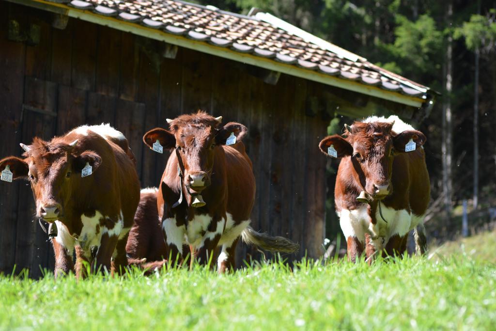Bio-bergbauernhof Hubgut Bauernhof